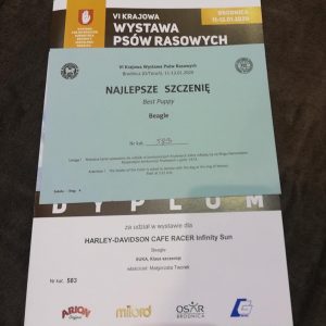 VI Krajowa Wystawa Psów Rasowych, Brodnica (o/Toruń) 11.01.2020