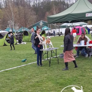 Krajowa Wystawa Psów Myśliwskich, Bałtów (oddział Radom), 23-24.04.2022