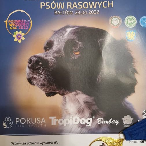 Krajowa Wystawa Psów Myśliwskich, Bałtów (oddział Radom), 23-24.04.2022