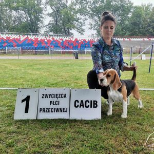 II Międzynarodowa Wystawa Psów Rasowych, Przemyśl, 10.09.2022