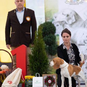 Krajowa Wystawa Psów Myśliwskich, Bałtów (o.Radom), 15.10.2022